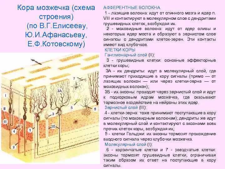 Мозжечок волокна. Строение коры мозжечка гистология. Схема строения коры мозжечка. Нейронные слои коры мозжечка. Клетки мозжечка гистология.