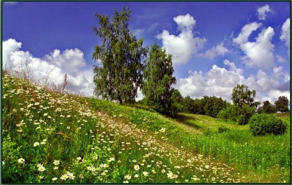 Жуковский летний луг. Летний пейзаж. Русская природа летом. Пейзаж лето. Русь сердцу дорога