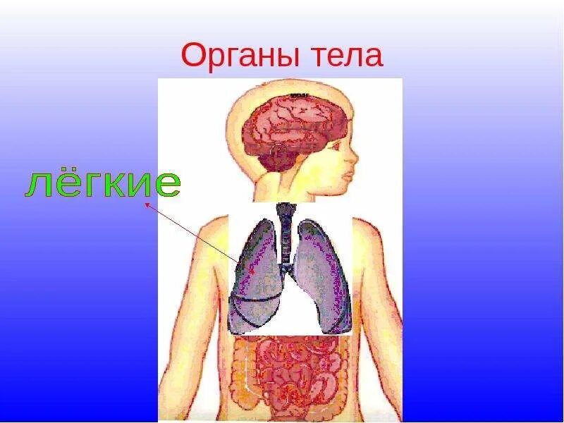 Модель внутреннее строение. Организм человека. окружающий мир тело человека. окружающий мир организм человека. модель внутреннего строения человека.