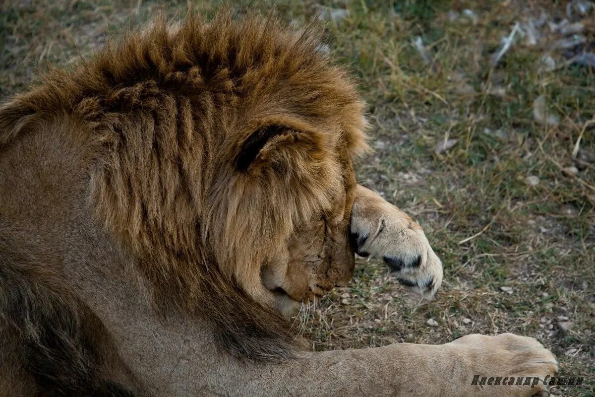 Лев плачет. Обижайся львы. Львица. Обижайся львы. Лев надпись.