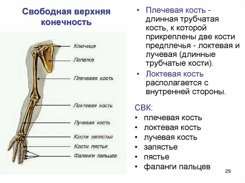 Строение руки человека с названиями. Трубчатая плечевая кость. Название костей верхней конечности. Строение руки кости