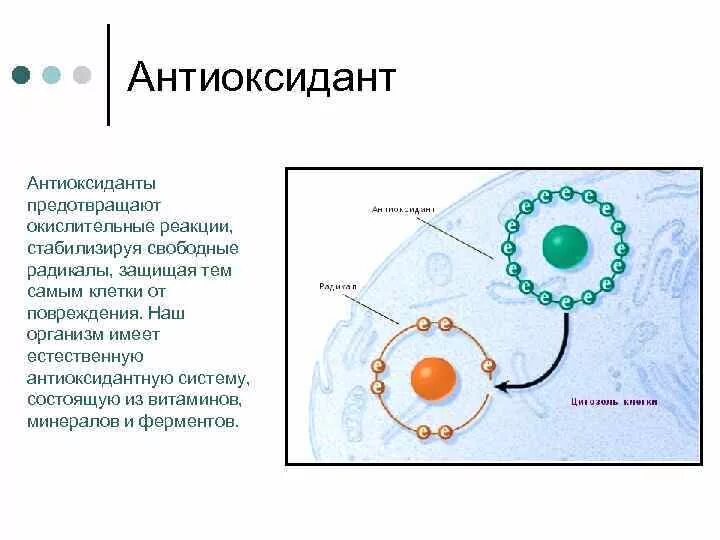 Антиоксидантные ферменты. Системы антиоксидантной защиты клетки. Антиоксидантная система и свободные радикалы. Схема действия антиоксидантов. Механизм клеточной антиоксидантной защиты.