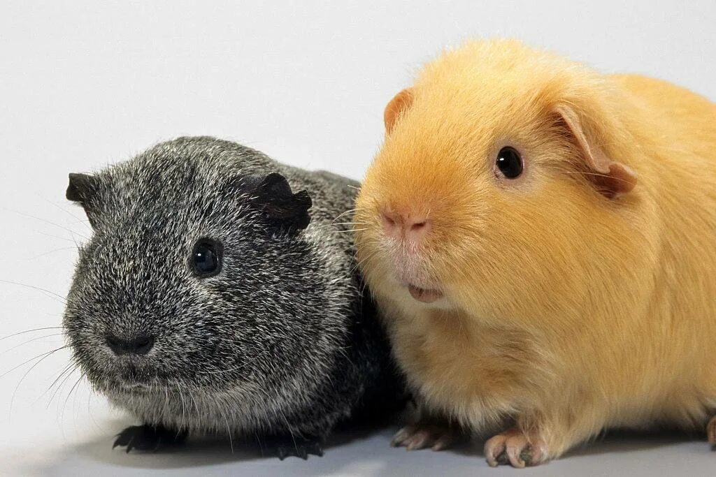 Морские свинки породы крестед. Две морские свинки. Морская свинка жорик. Клички для морских свинок. Минипиг окрасы.