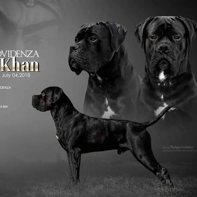 собака кане корсо чемпион россии. итальянский мастиф кане-корсо. рост породы собаки кане корсо. кане корсо стандарт рост. кане корсо стандарт породы fci.