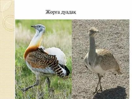 Есектің шәуетінің жақыннан түсірілуі