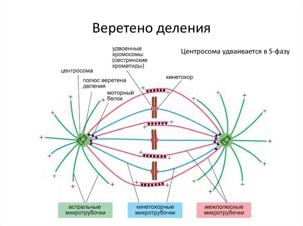 С какой структурой отвечающей за деление. Микротрубочки веретена деления. Нити веретена деления строение. Структуры веретена деления эукариотической клетки. Митотическое Веретено деления схема.