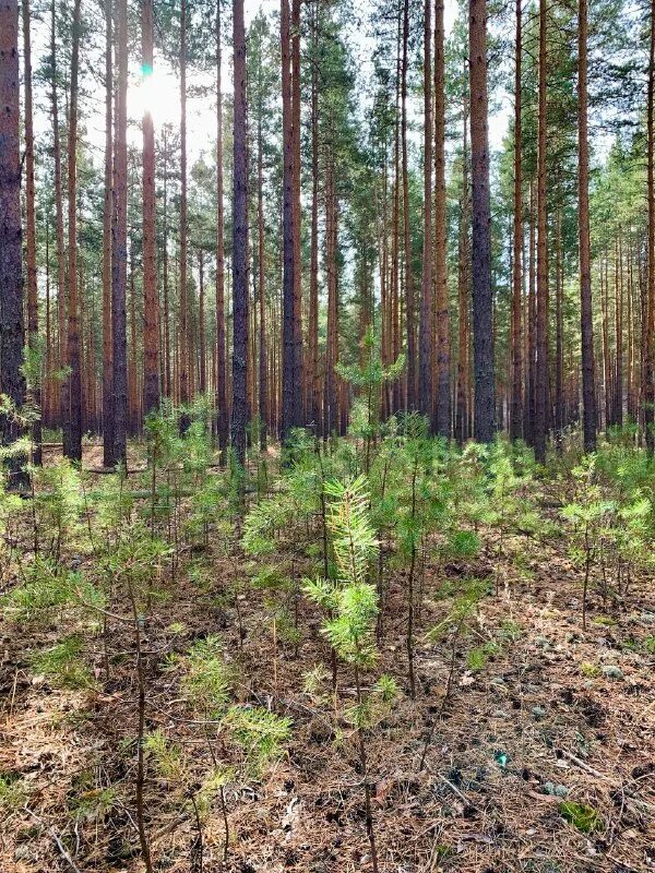 Сукцессия студариум. Вторичная сукцессия елового леса. Этапы жизни леса. Чистый и смешанный древостой. Вторичная сукцессия леса.