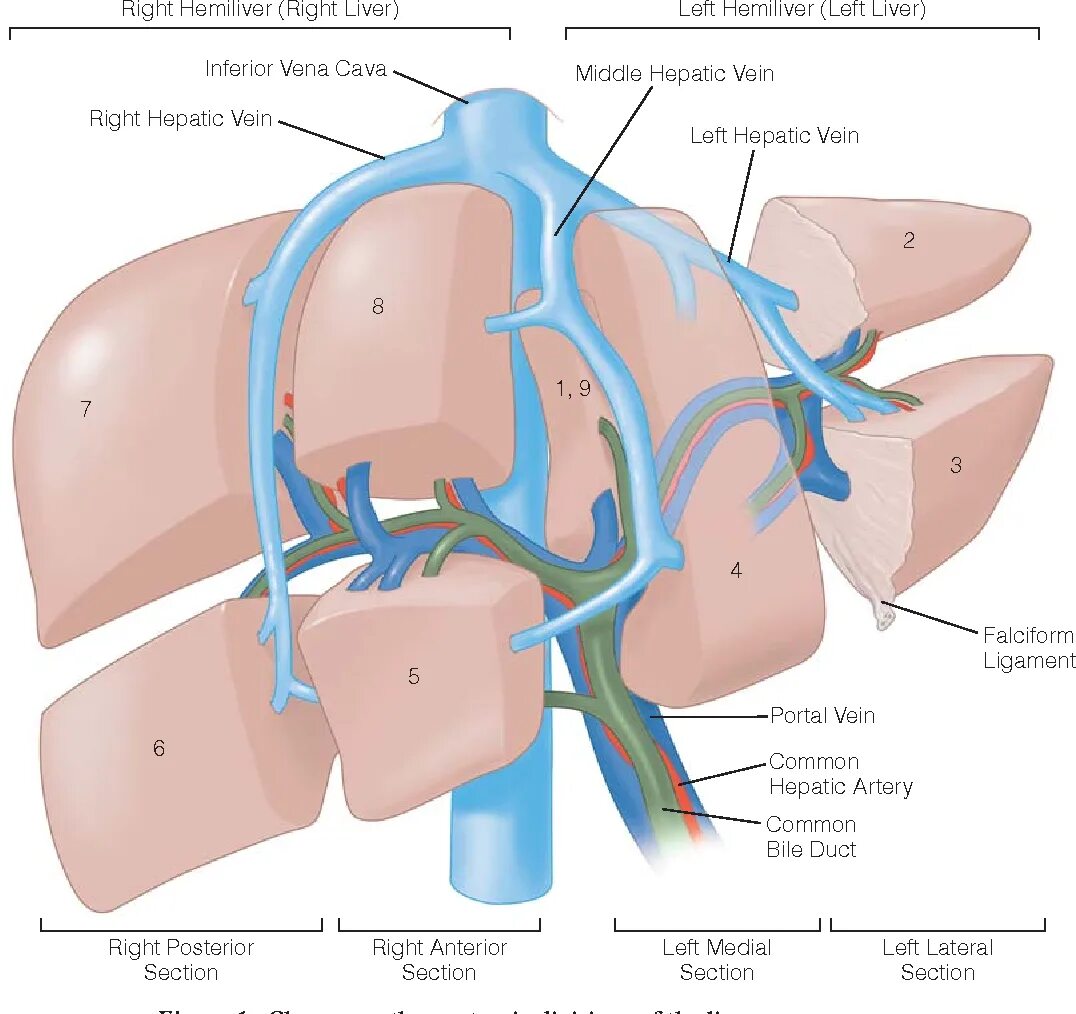 Гепатобилиарная зона что это. Сегментарное кровоснабжение печени. Сегменты печени анатомия. Доли и сегменты печени анатомия. Артериальная анатомия печени.