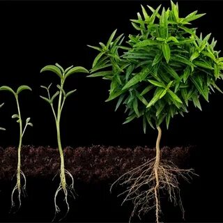 Best growing plant