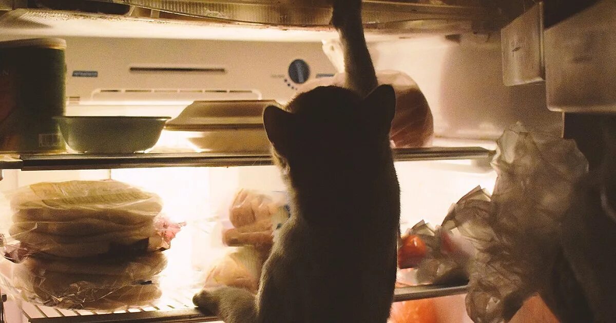 ночной холодильник. прикольные высказывания про еду. ночной перекус. ночью еда вкуснее. ночью еда вкуснее.