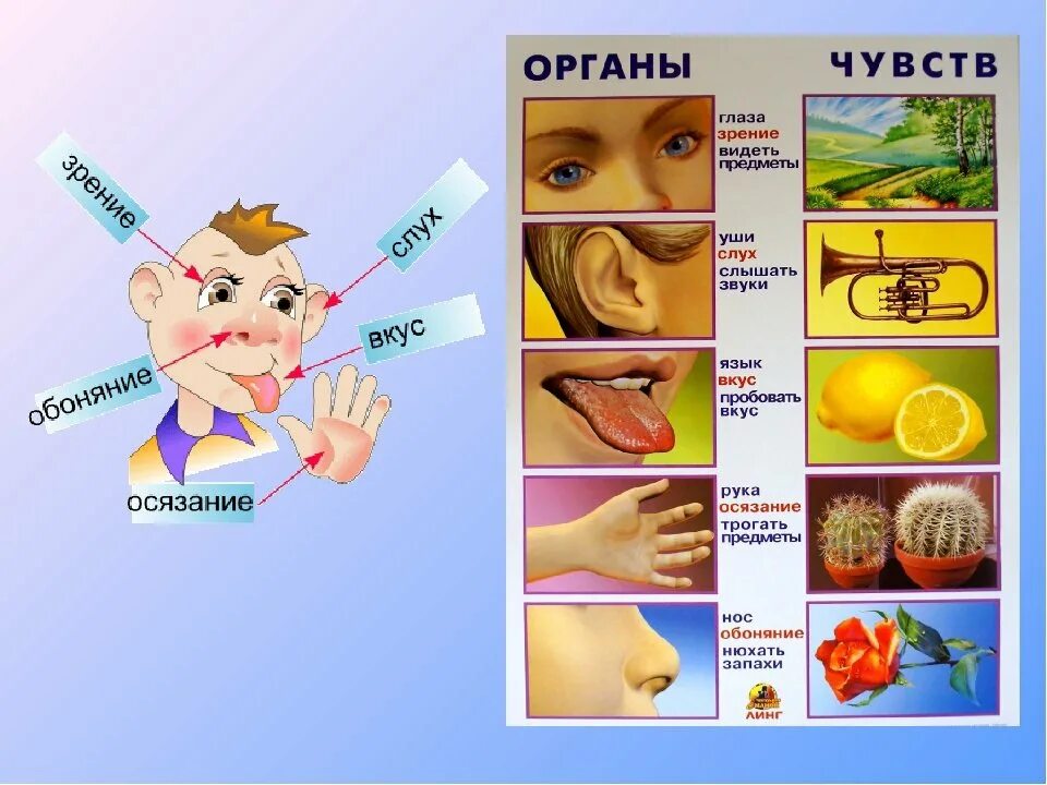 Орган осязательной информации. Органы чувств. осязание обоняние зрение слух вкус. органы чувств человека схема. органы чувств для дошкольников.