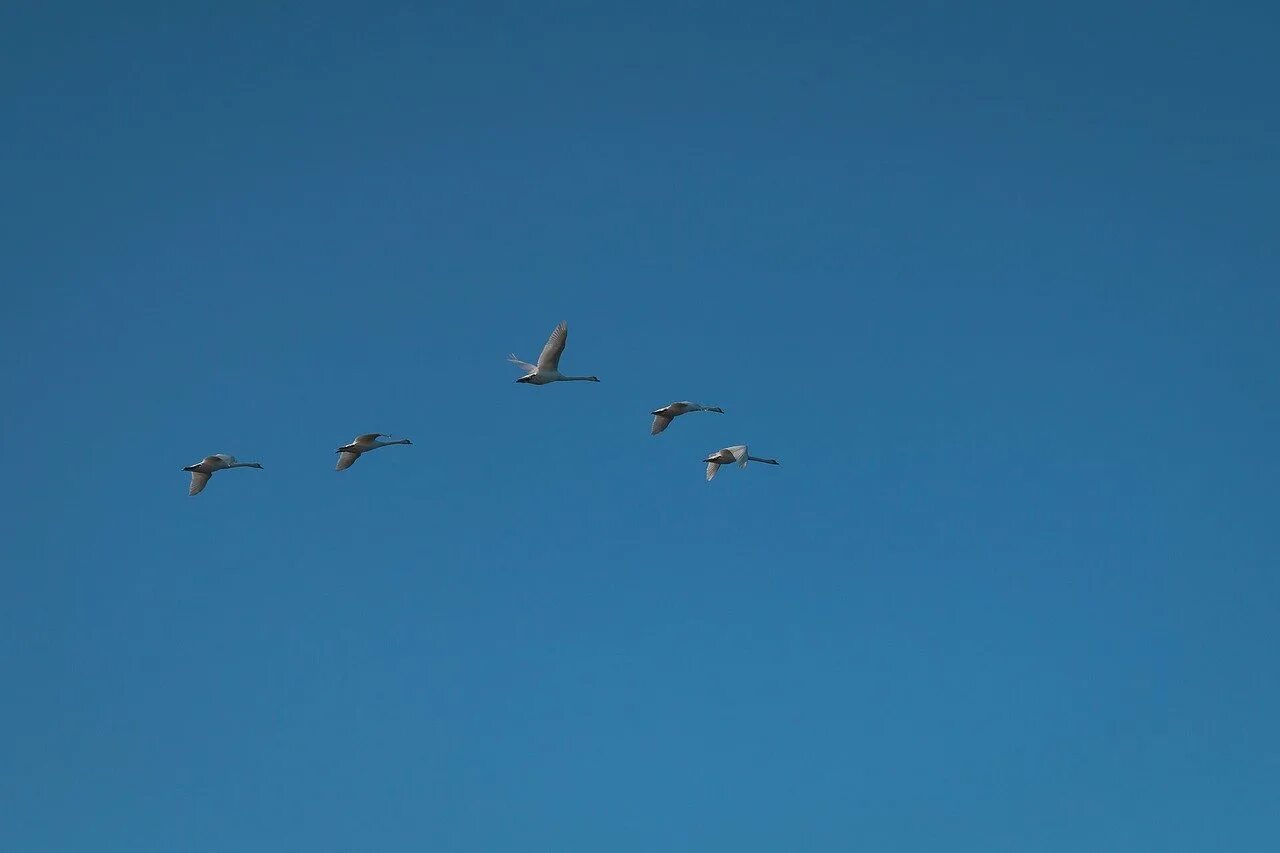 Гуси в небе. Перелётные птицы журавлиный клин. Стая птиц. Журавль в полете. Гуси в небе.