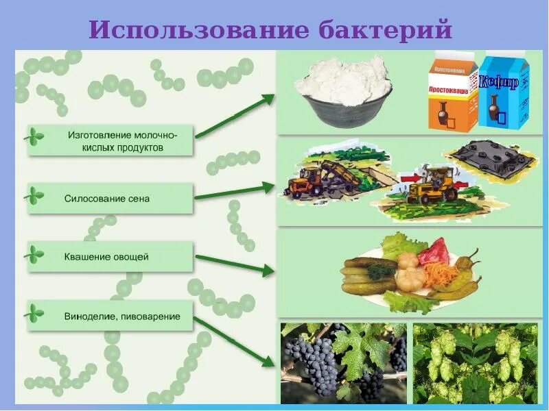 Растительное масло получают с использованием бактерий. Использование бактерий. где человек использует бактерии. применение бактерий. применение человеком микроорганизмов.
