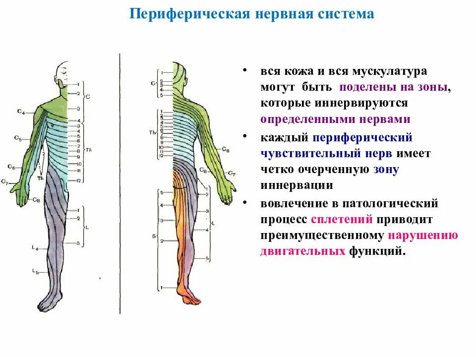 Укажите название органа периферической нервной системы человека. Периферическая НС функции. Периферический отдел нервной системы строение. Периферическая нервная система строение и функции. Строение периферической НС.