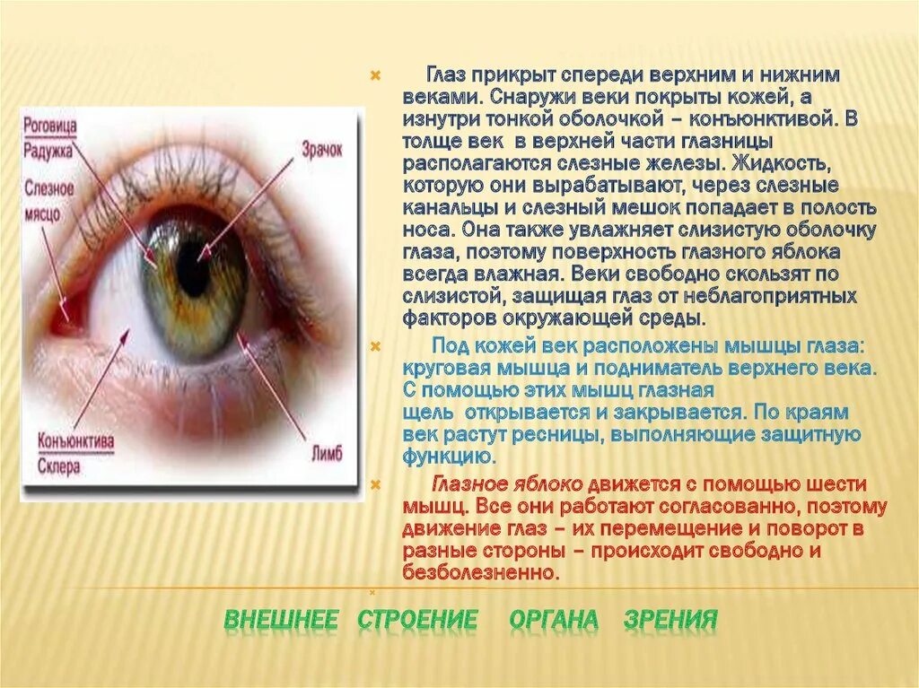 Роль органов зрения. Строение глаза конъюнктива склера. Структура роговицы. Строение верхнего века. Зрительные функции глаза.