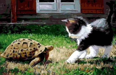 Кошки собаки черепахи