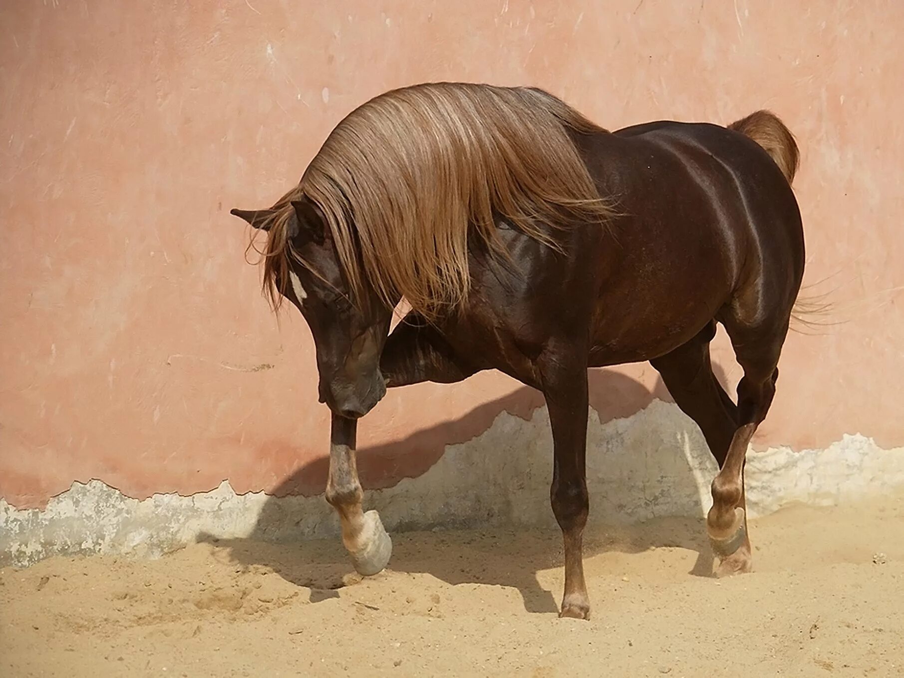 0 horses. Конский. Вещи для лошадей.