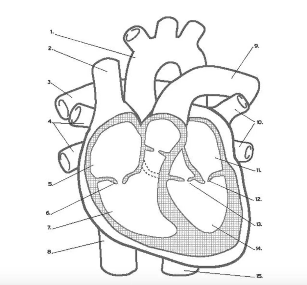 На рисунке изображено строение сердца