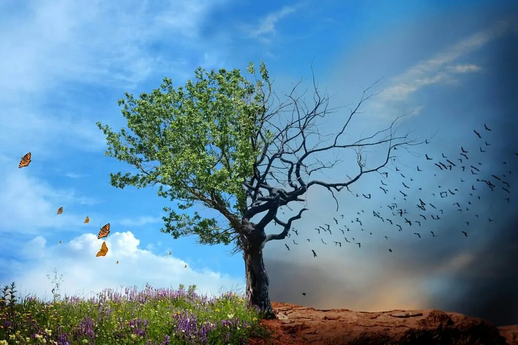 Дерево вежливости. Деревья выделяют кислород. Дерево 1 час. Красивый дуб. Одно дерево картинка.