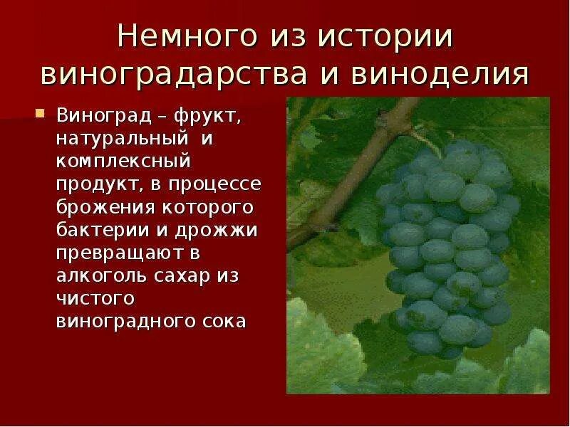 Описание культурного растения. Виноград презентация. Происхождение культурного винограда. Доклад про виноград. Виноградарство и виноделие.