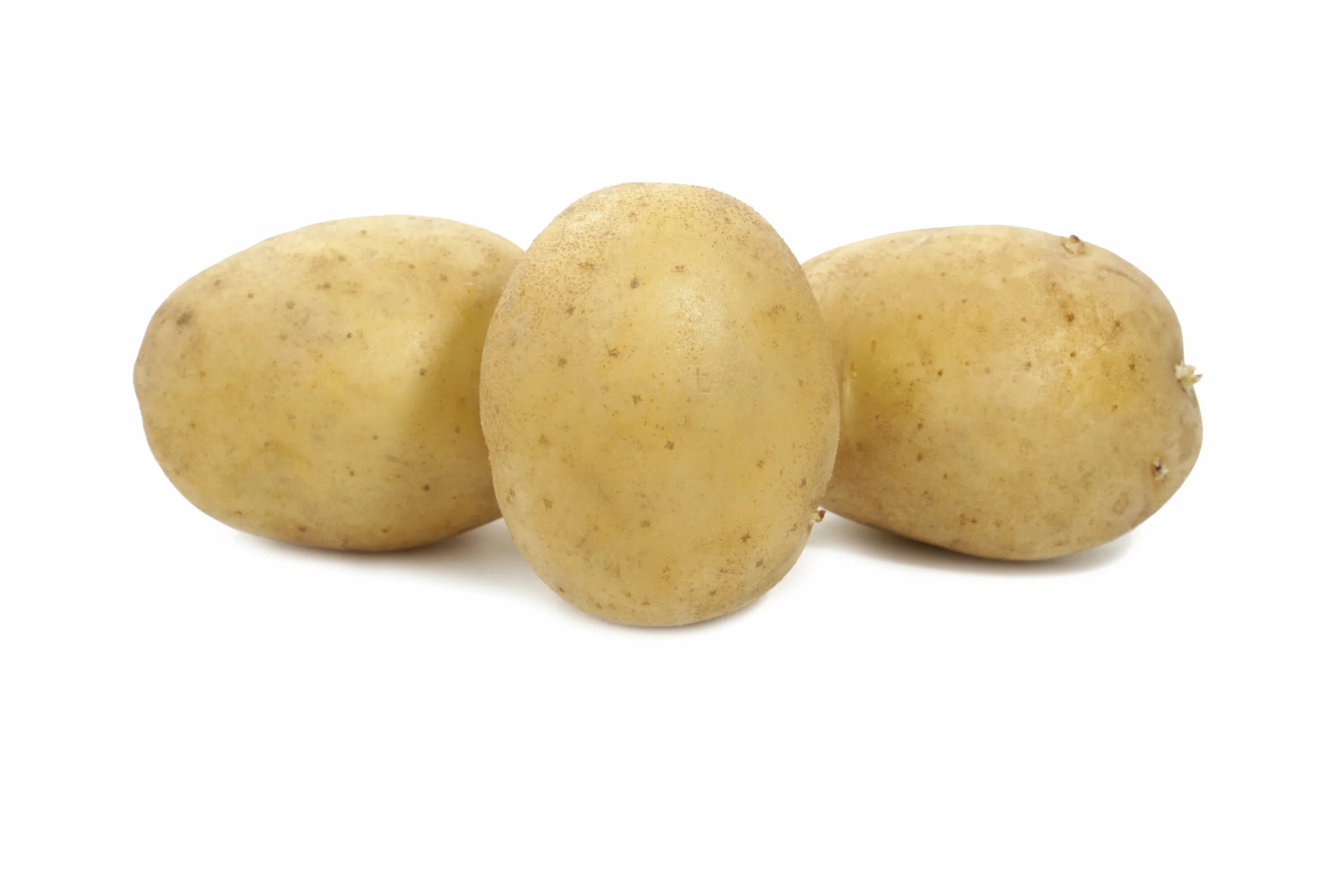 Картофель уладар описание сорта. Сорт картофеля Тукан. Картофельный сорт Сифра.