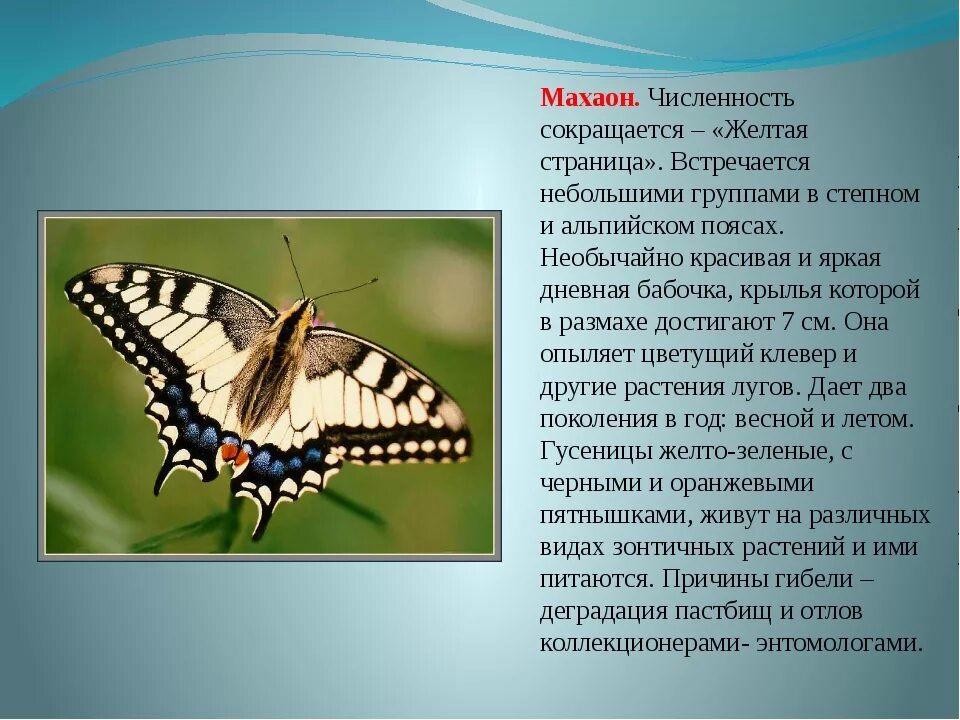 Бабочка махаон описание. Махаон бабочка красная книга. Белый Махаон бабочка красная книга. Махаон бабочка 2 класс. Бабочка Махаон занесена в красную книгу.