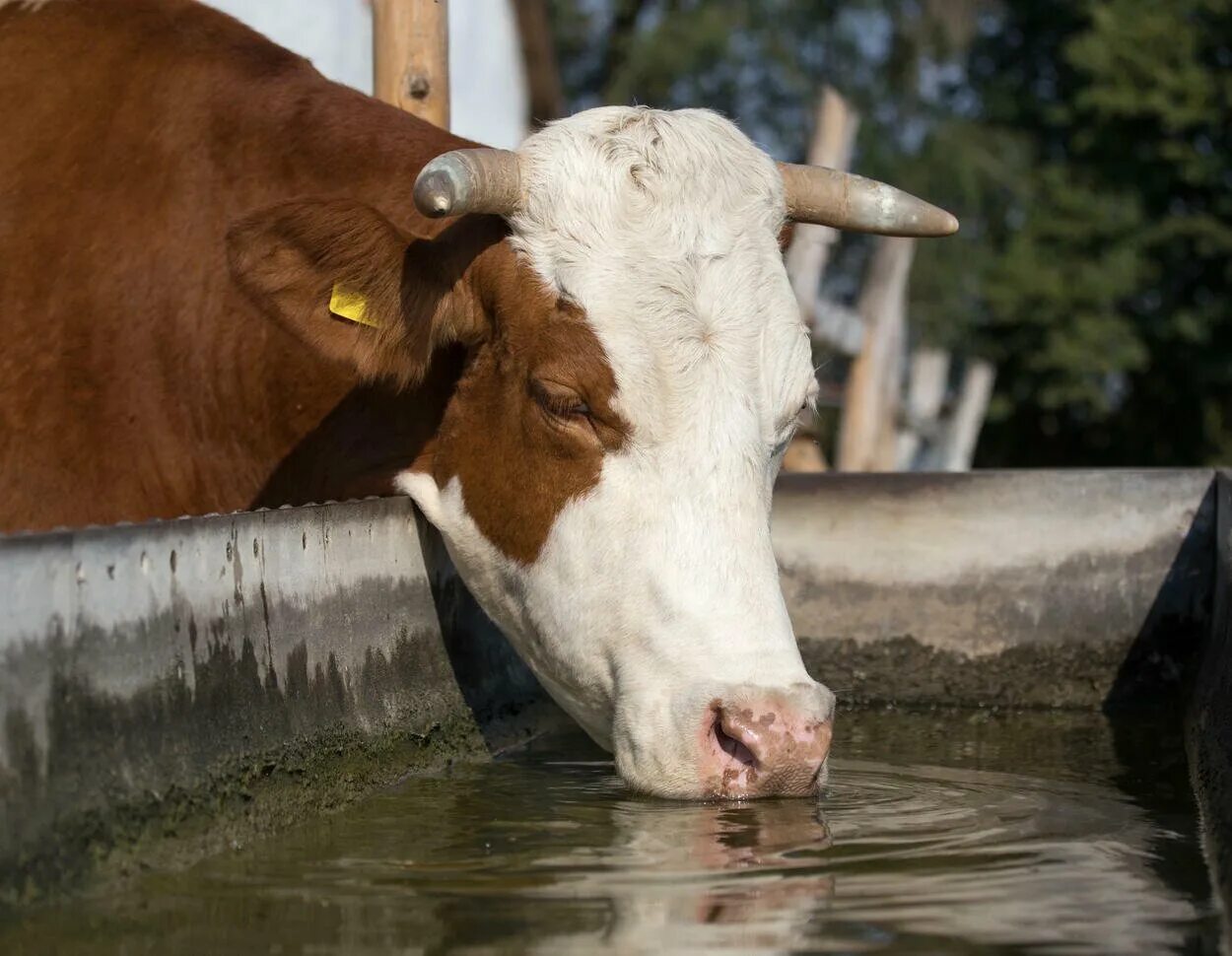 Телята пьют воду. Корова в воде. Корова пьет воду. Коровы пьют воду на ферме. Коровы на ферме пьют воду из поилки.