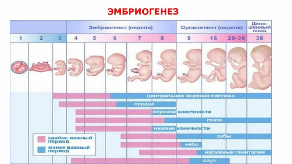 2 период беременности. Этапы развития плода. Этапы эмбрионального развития по неделям. Формирование органов у плода по неделям. Периоды эмбриогенеза по неделям.