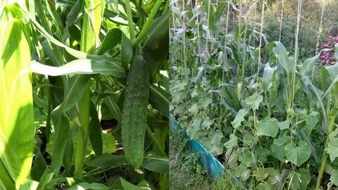 Как сажать огурцы с кукурузой