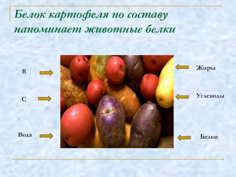 Содержание белка в картофеле
