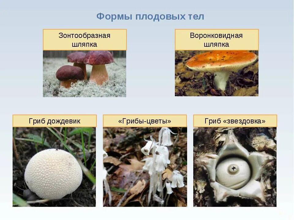 Какие грибы называют шляпочными 7 класс. Биология 6 класс Шляпочные грибы. Проект на тему Шляпочные грибы 5 класс биология. Несъедобные Шляпочные грибы 5 класс биология. Шляпочные грибы биология 5.