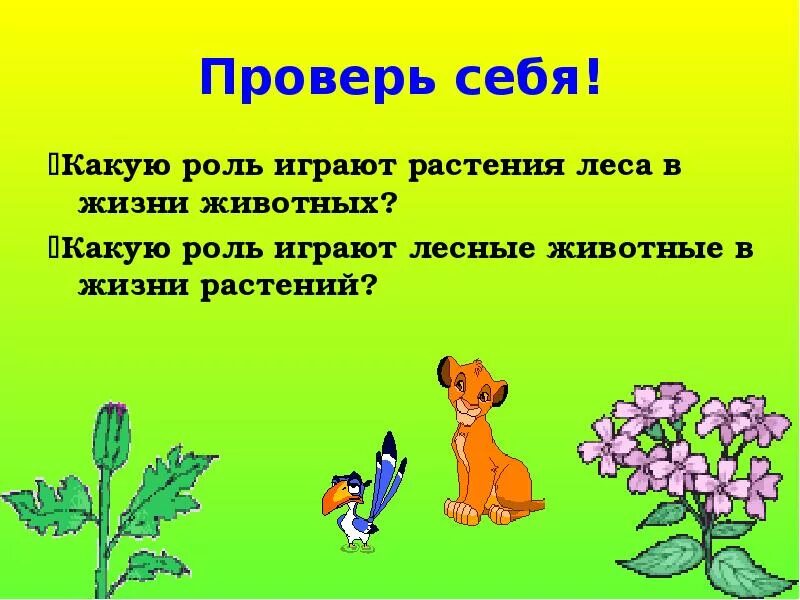 Какую роль лес играет в твоей жизни. Природное сообщество лес. Какую роль играет лес в жизни человека. Какую роль играет лес в моей жизни.