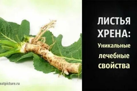 Польза вред корня хрена