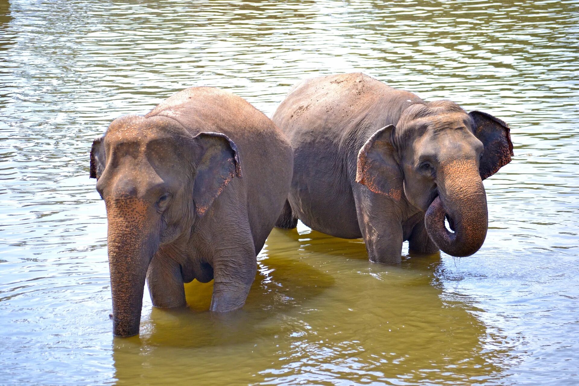 Elephant river. Слоновий питомник Шри Ланка Пиннавела. Цейлонский слон. Слоновья река Шри Ланка. Индийский слон водопой.