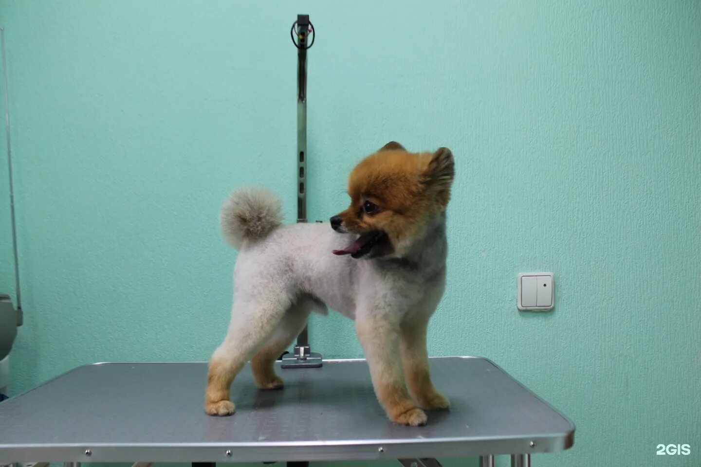 Стрижка собак грумер. Грумер для собак рядом со мной. Грумер для собак рядом со мной. Грумер для собак рядом со мной. Грумер для собак рядом со мной.