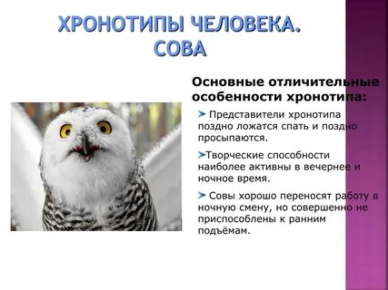 Хронотип