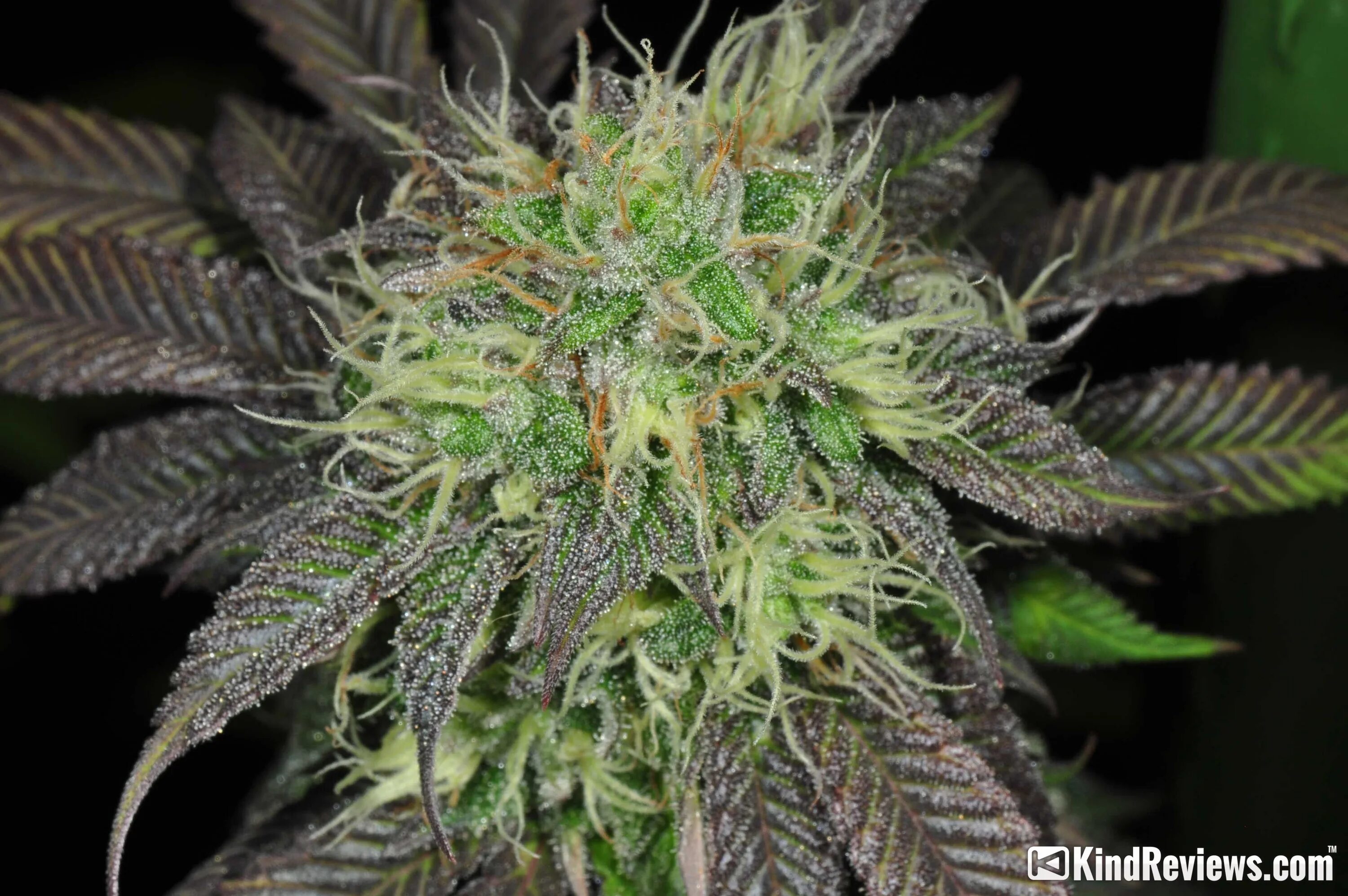 How To Make Cannabis Cooking Oil With Electric Skillet Storables