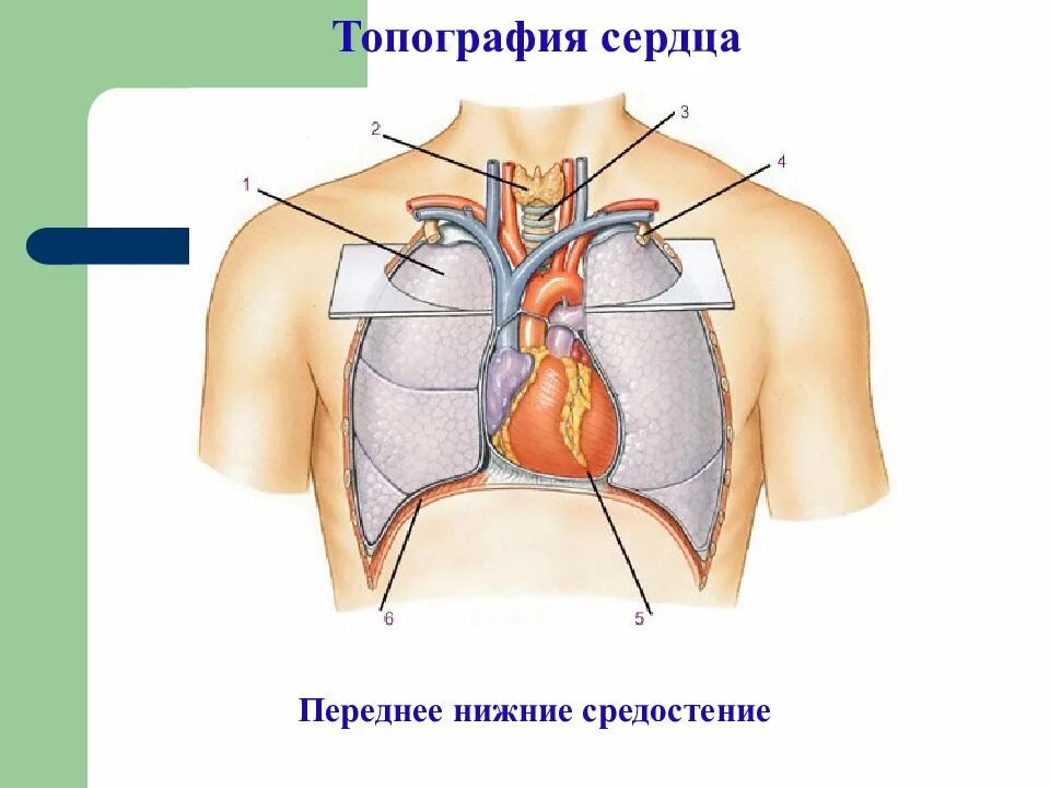 Дом где находится сердце. Топография сердца. Топография сердца человека. Сердце в средостении. Топография сердца и сосудов в грудной клетке.