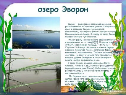 Эворон хабаровский край