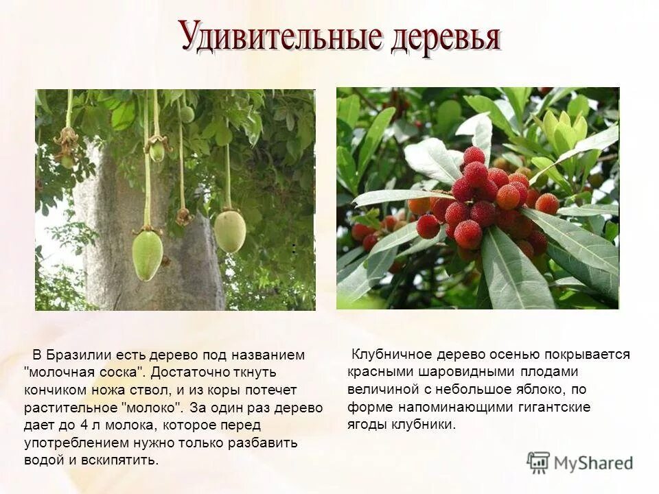 дерево дающее молоко. молочное дерево в бразилии. дерево бросимум. бразильское молочное дерево. молочное дерево бросимум.