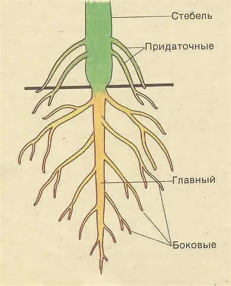 Главный придаточный и боковой корни. Боковые корни и придаточные корни. Корневая система боковые корни главный корень стебель. Главный придаточный и боковой корни. Боковые и придаточные корни.