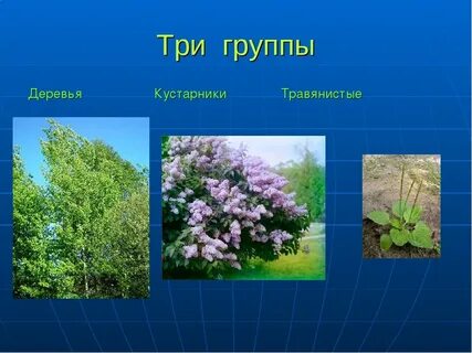 Культурные деревья 2 класс