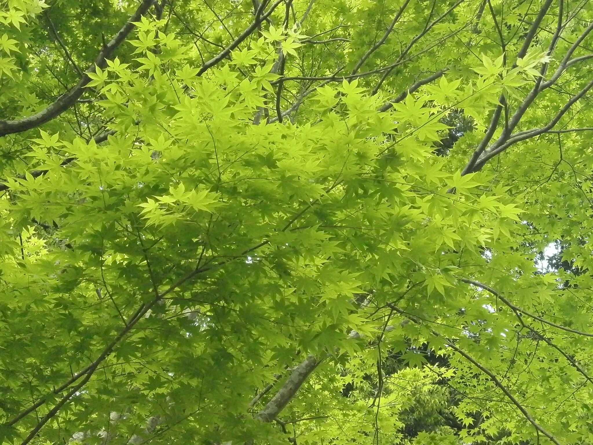 Клен зеленый дерево. Клён зеленокорый. Клен остролистный (зеленая листва). Клен остролистный зеленый. Клен в какой природной