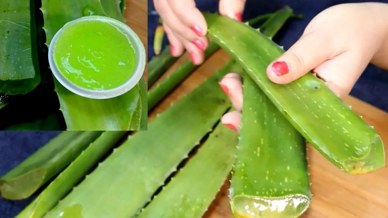 Aloe vera как пользоваться. Цветок алоэ от нарывов на пальце руки лечение.