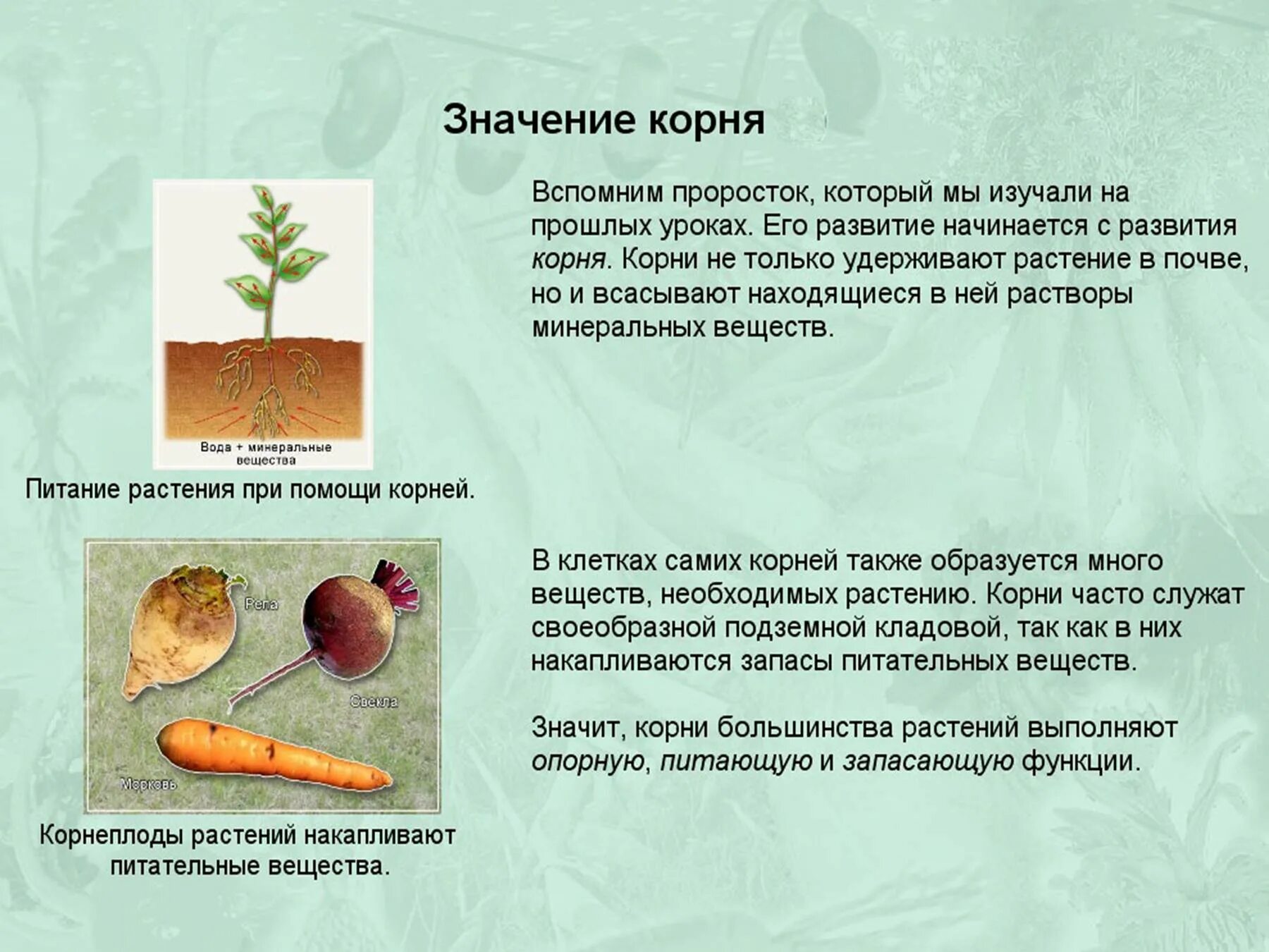 Корневой запас. Питательные вещества в корнях. Запас питательных веществ в почве. Растения, накапливающие питательные вещества в корнеплодах. Корни запасают питательные вещества.