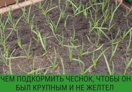 Чем удобрить чеснок осенью