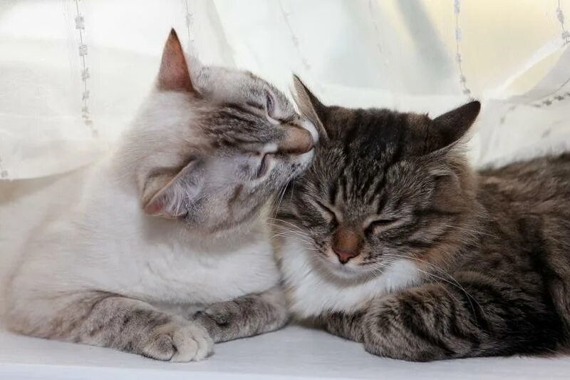 Кошечки любовь. Кошки целуются. Котики обнимаются. Кошки любовь. Котик целует.