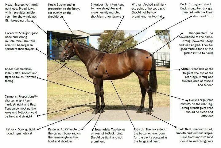 Анатомия лошади с названиями. Лошадь по английски. Parts of a horse. A horse перевод на русский. Узор на крупе лошади.