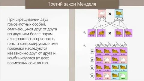 Признаки наследуются независимо друг от друга
