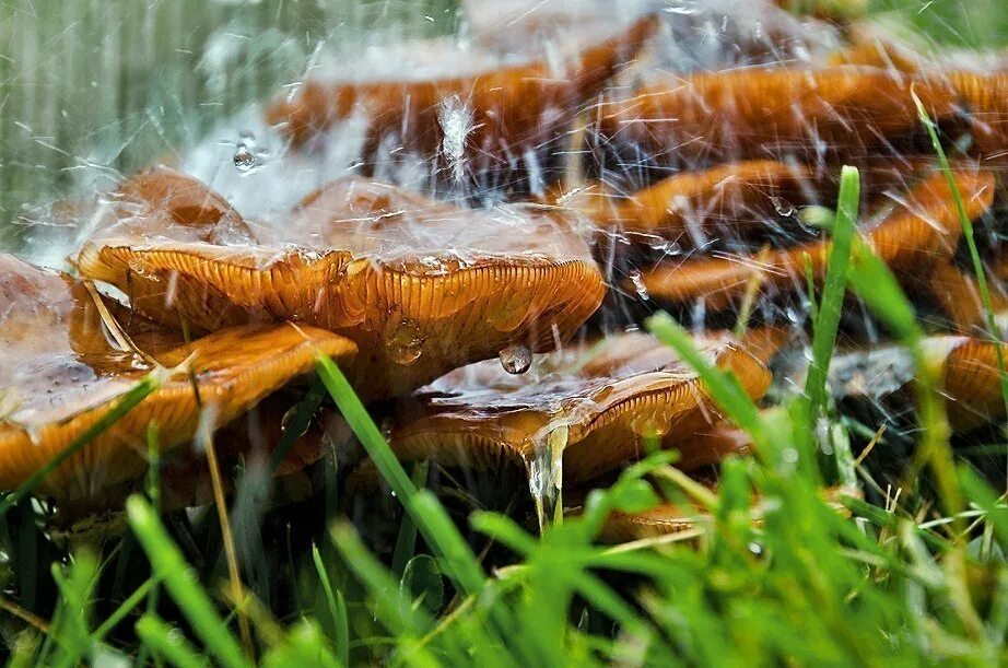 Дождя больше грибов. Грибной дождь. Грибы под дождем. Грибы после дождя. Летний грибной дождь.